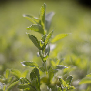 Stevia