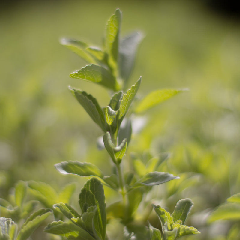 Stevia Plant uses and benefits Kauai Farmacy