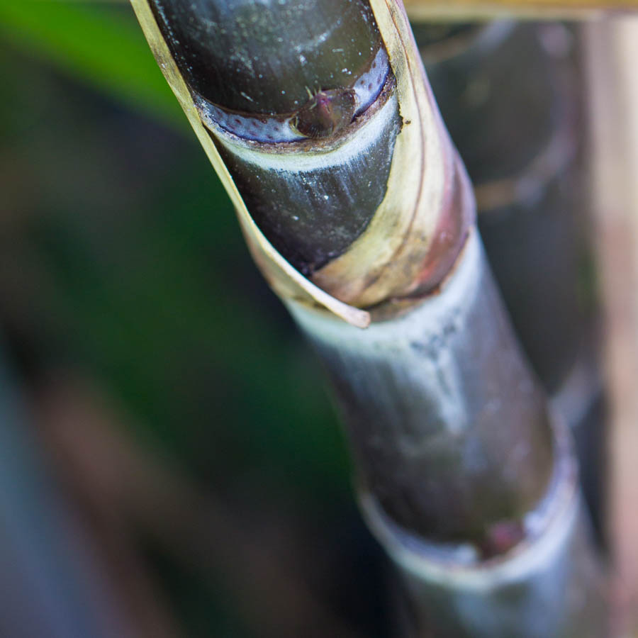 black sugar cane