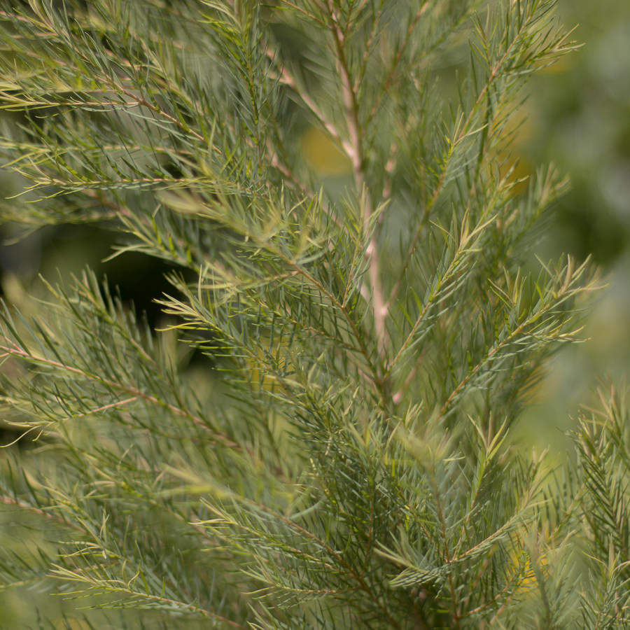 Tea Tree Plant uses and benefits - Kauai Farmacy