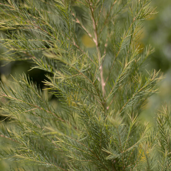 Tea Tree Plant uses and benefits - Kauai Farmacy