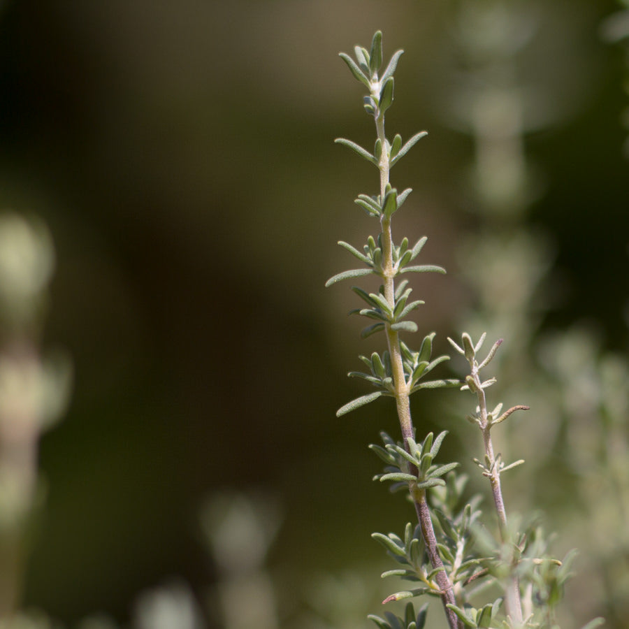 Thyme