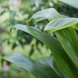 Kauai Farmacy Ti leaf Uses