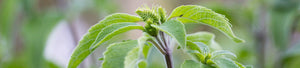 MidWeek Kauai - Medicinal Teas From the Farmacy