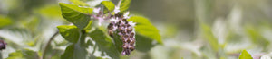 The Garden Island - Holy Basil. Kauai Farmacy uses Tulsi in many of their blends.