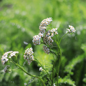 Yarrow