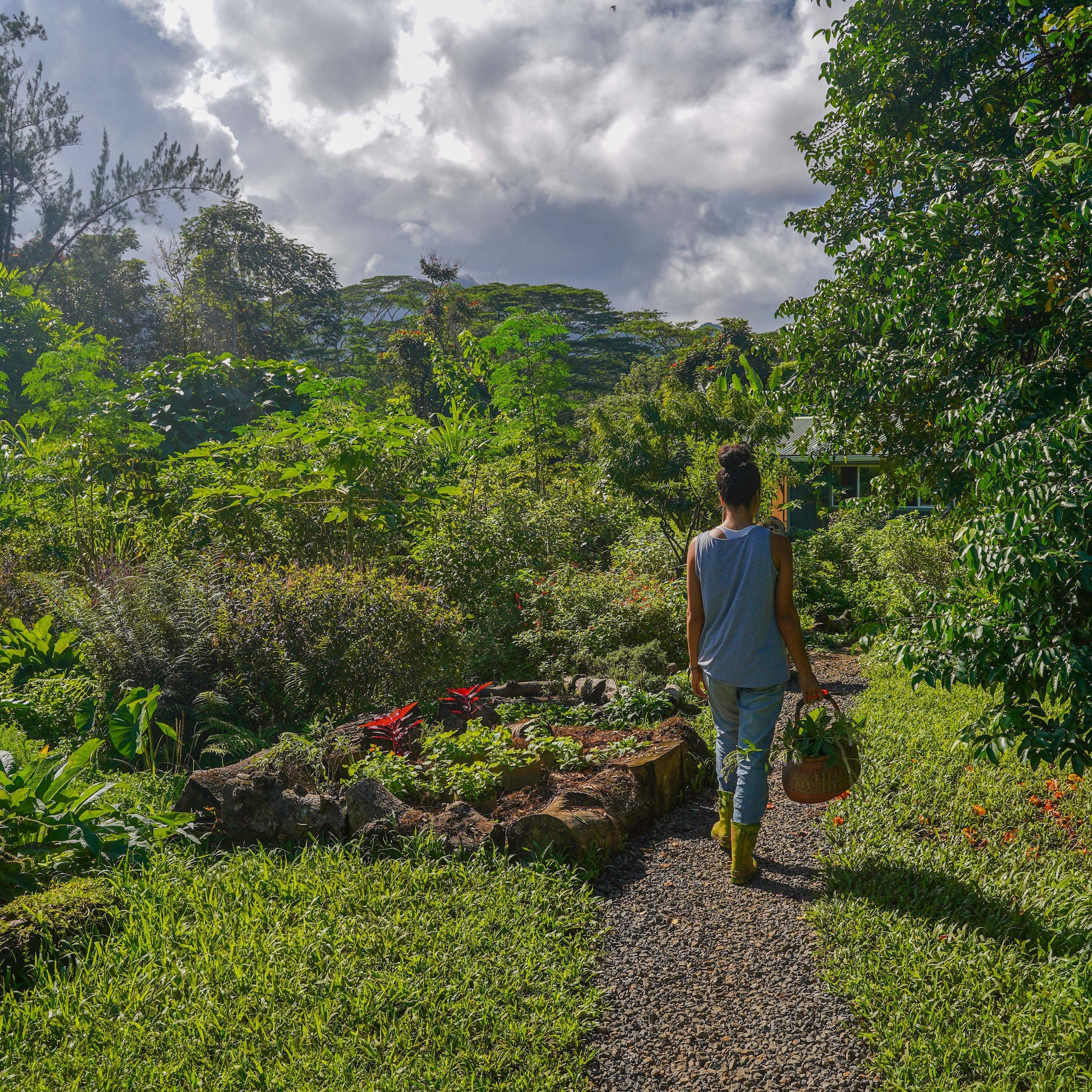 Ancient Plant Medicine Revival