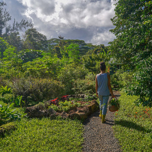Ancient Plant Medicine Revival