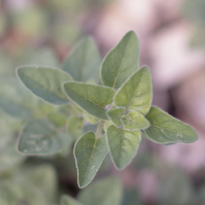 basil