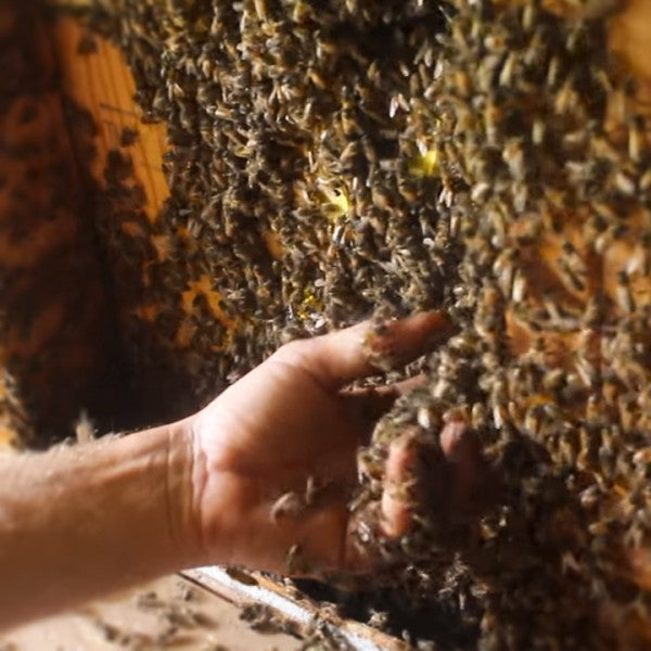 Relocating Honeybees with Bare Hands