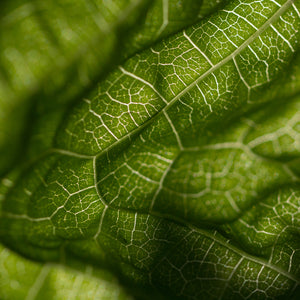 Super-charged Polynesian Spinach