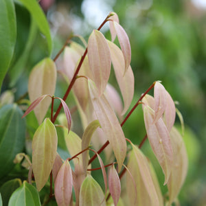 Cinnamon