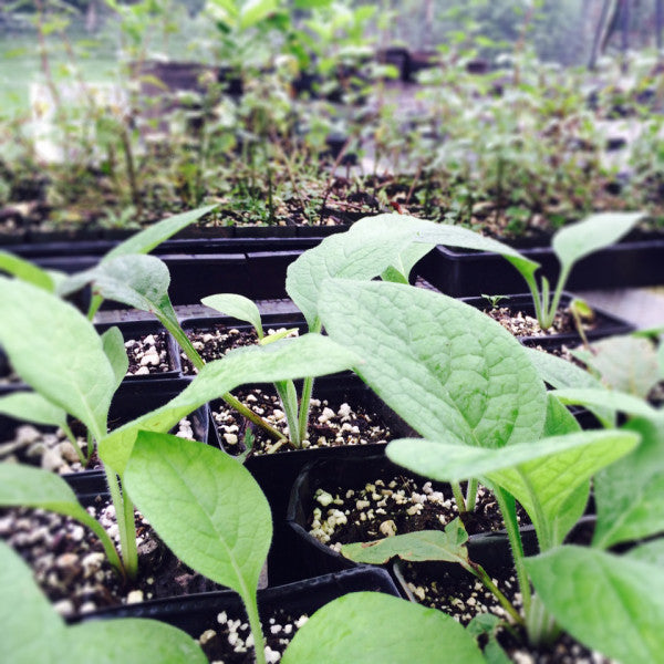 Gearing Up for More Comfrey