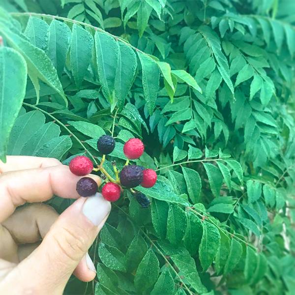 Curry Berries