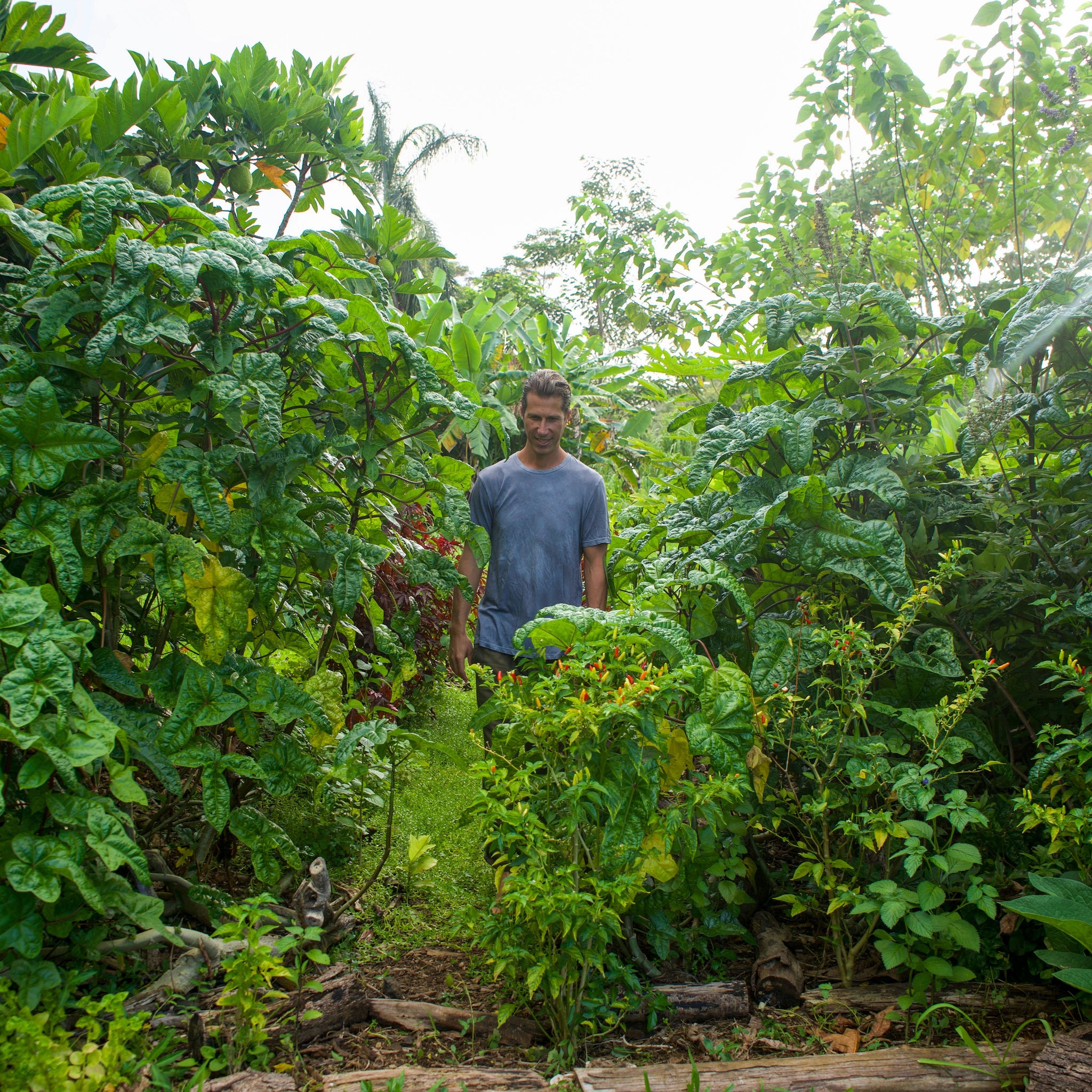 Vocabulary of the Garden