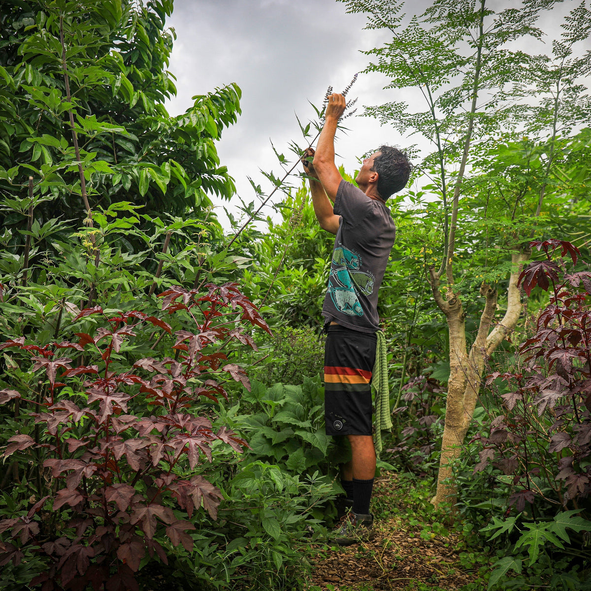 The Five Elements Within