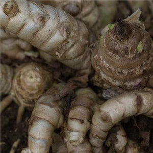 Galangal Ginger