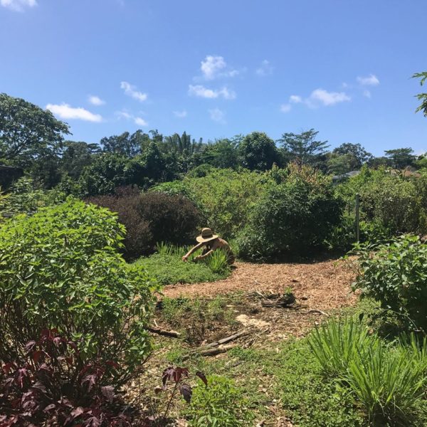 Hand-harvesting DaKine Plant Medicine