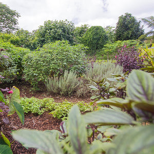 Our Herbal neighborhood