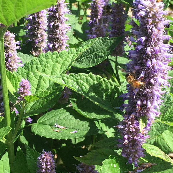 Anise Hyssop: The "Holy Herb"