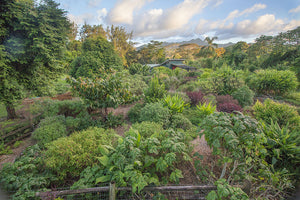 Local Herbal Tea Farm Kaua‘i Farmacy Will Spice Up Your Beauty Routine