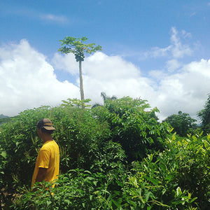 Heal Yo' Self: Inside a Medicinal Tea Farm