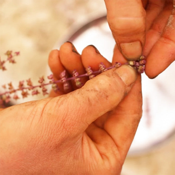 Kauai-Grown from Seed to Cup