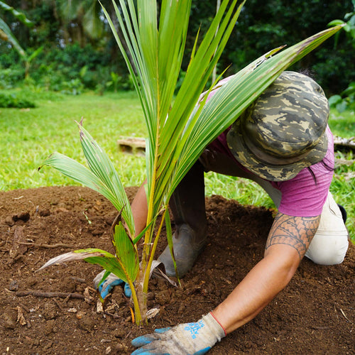 Restore Native Plants