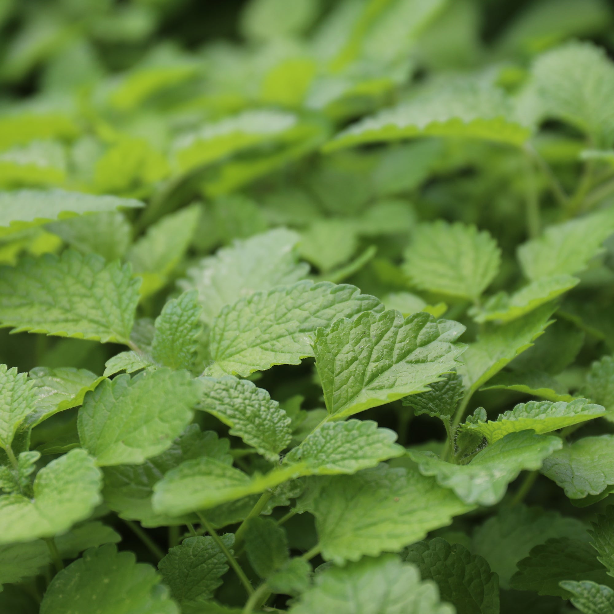 Lemon Balm