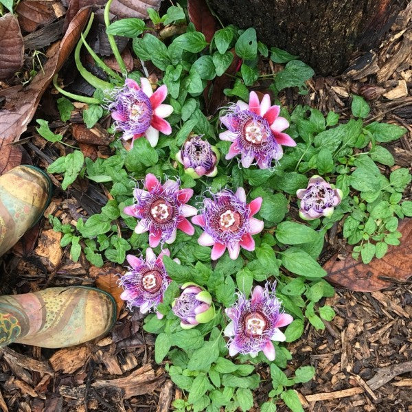 Medicine at Your Feet