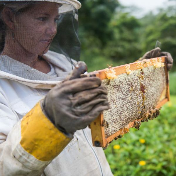 Preparing for our First Honey Harvest