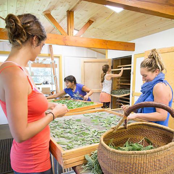 Medicine-Makers at Play