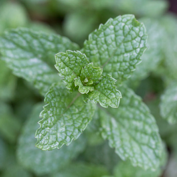 Mint