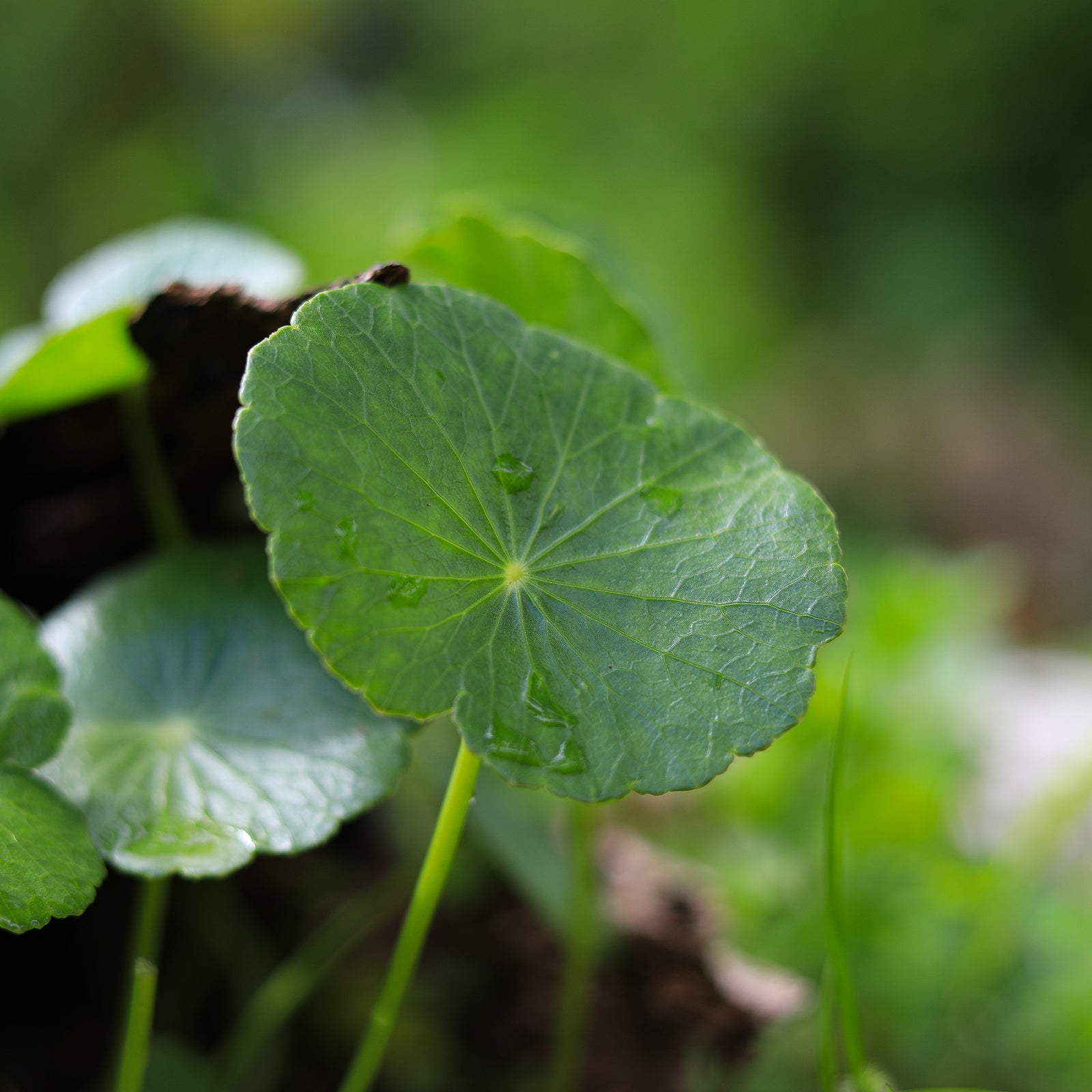 Pennywort