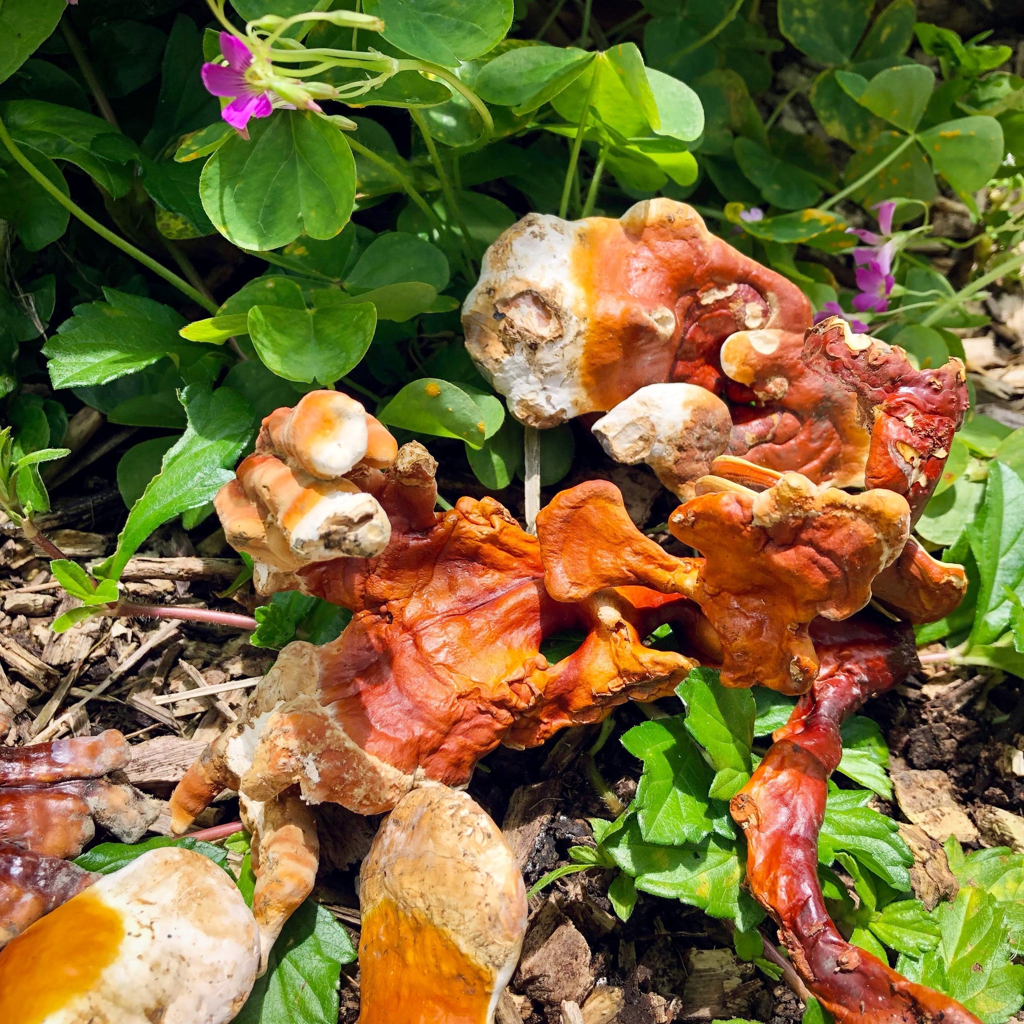 The Missing Link: Kauai-Grown Reishi Mushroom