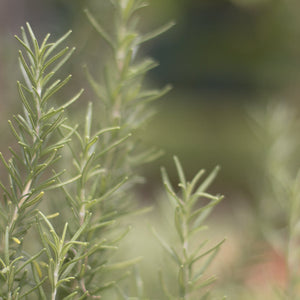 Rosemary