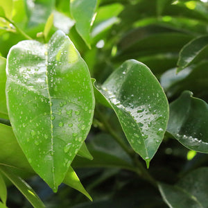 Soursop