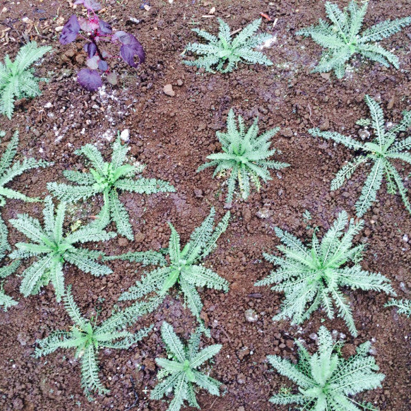 Yarrow: Blood Toning Plant