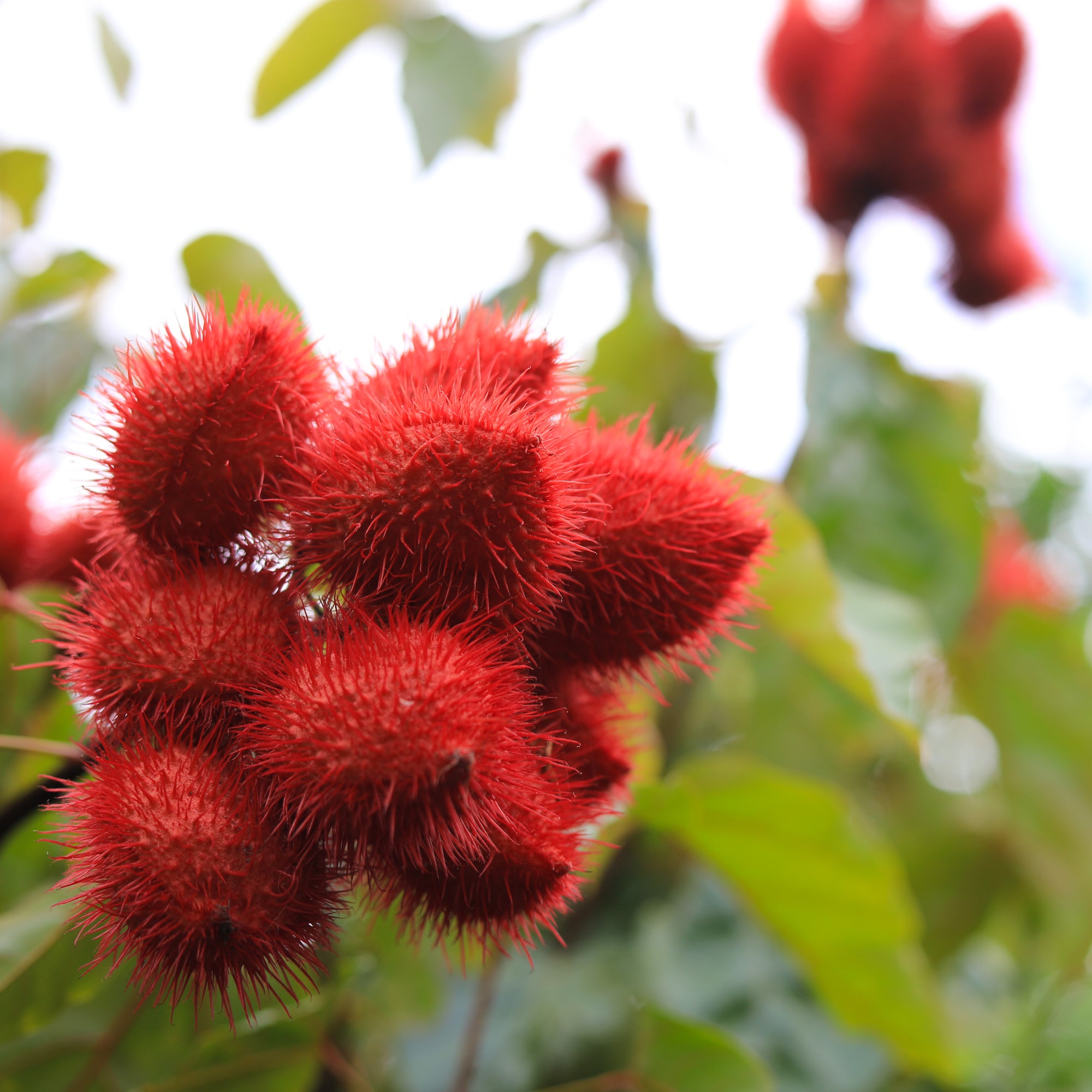 Annatto Salve - From the Lipstick Tree - Natural Makeup Blush - Kauai ...