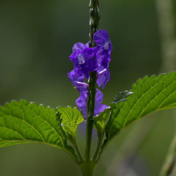 Kauai Vervain