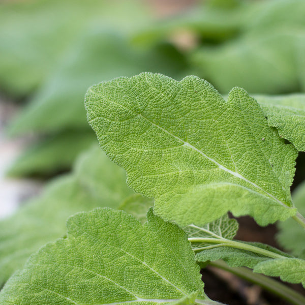 Clary Sage