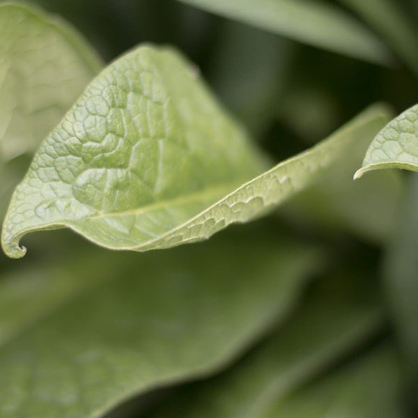 Comfrey