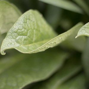herb:comfrey