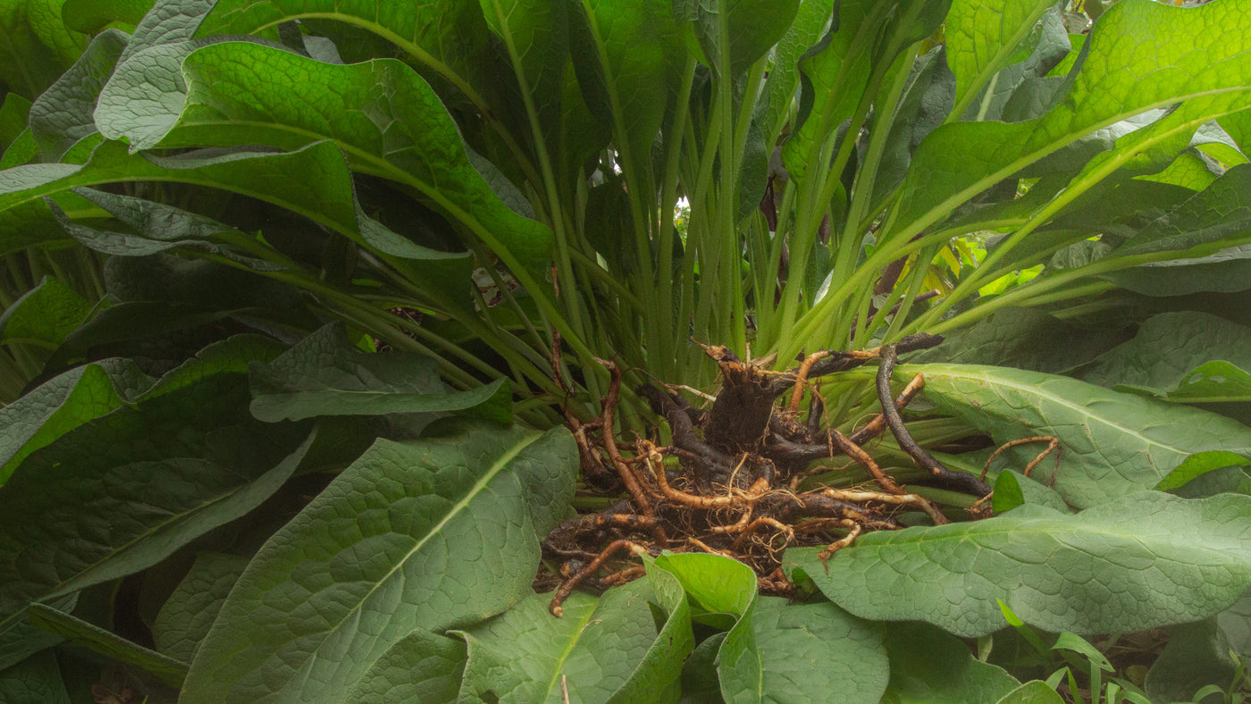 Hawaii comfrey, relieve body pain