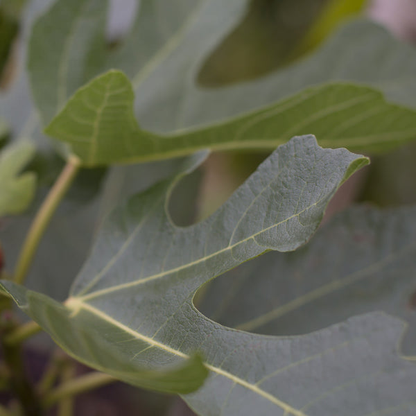 Fig