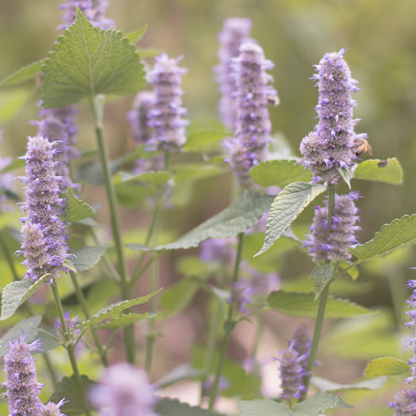 Anise Hyssop plant benefits and uses - Kauai Farmacy