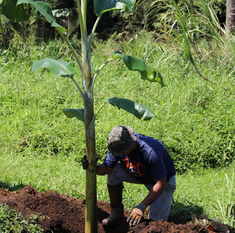Native Plants Restoration