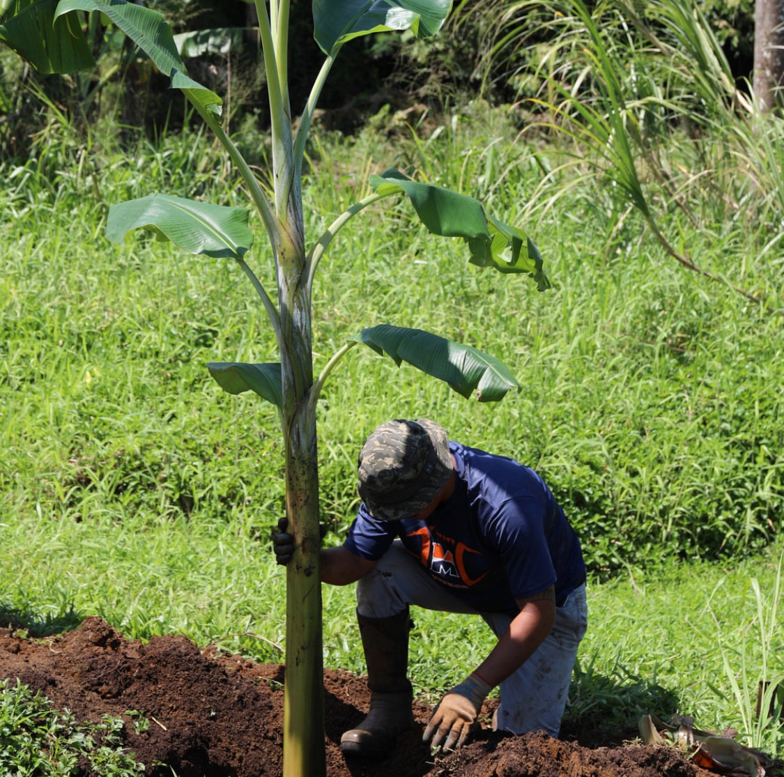 Native Plants Restoration
