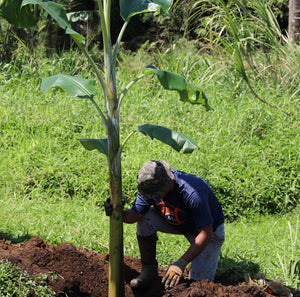 Native Plants Restoration