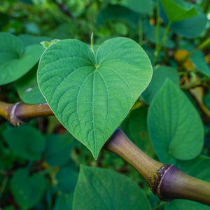 Kava Powder